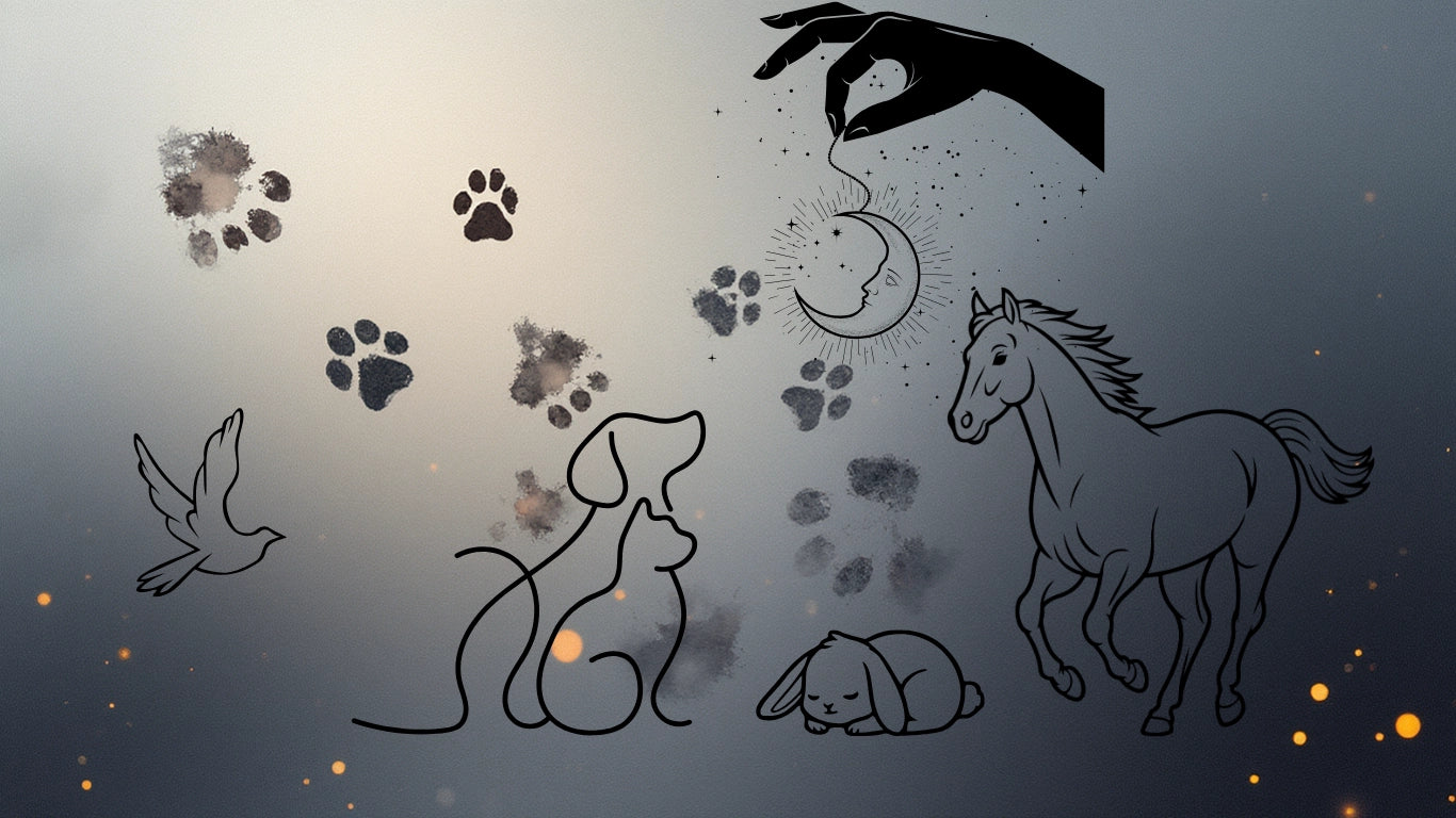 Recherche d'Animaux Disparus / Forfait 1